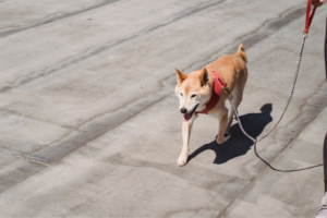 ensinar cães a passearem com a guia