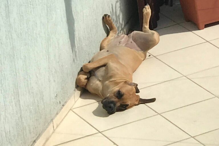 Raças de cachorro de grande porte