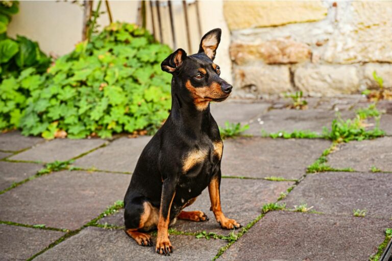 Raças de cães de pequeno porte