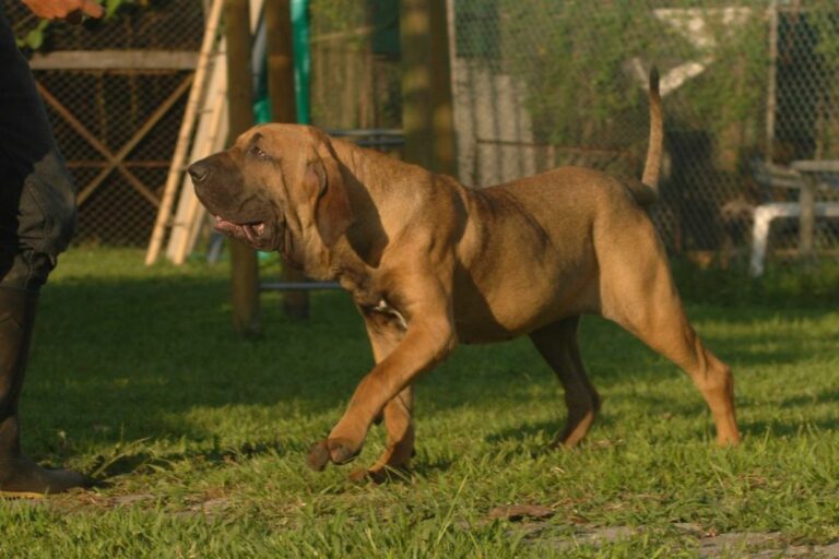 Adestramento para cão